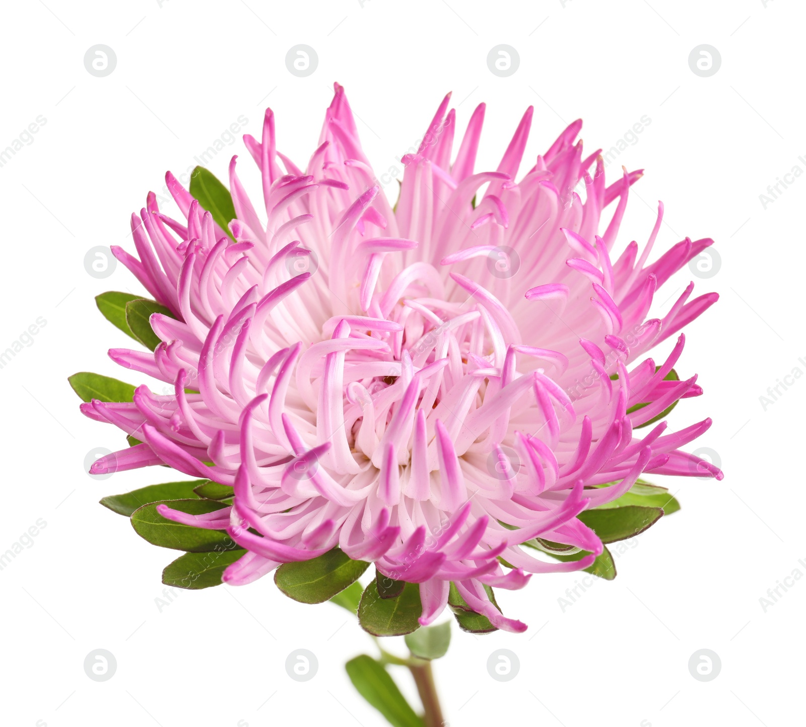 Photo of Beautiful bright aster flower on white background