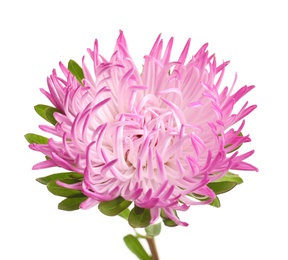 Beautiful bright aster flower on white background