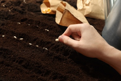 Woman planting beans into fertile soil, closeup. Vegetable seeds