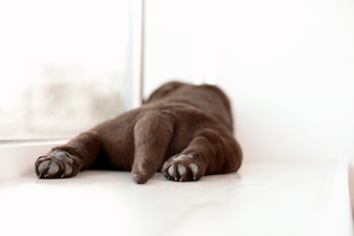 Photo of Chocolate Labrador Retriever puppy on  windowsill indoors, closeup