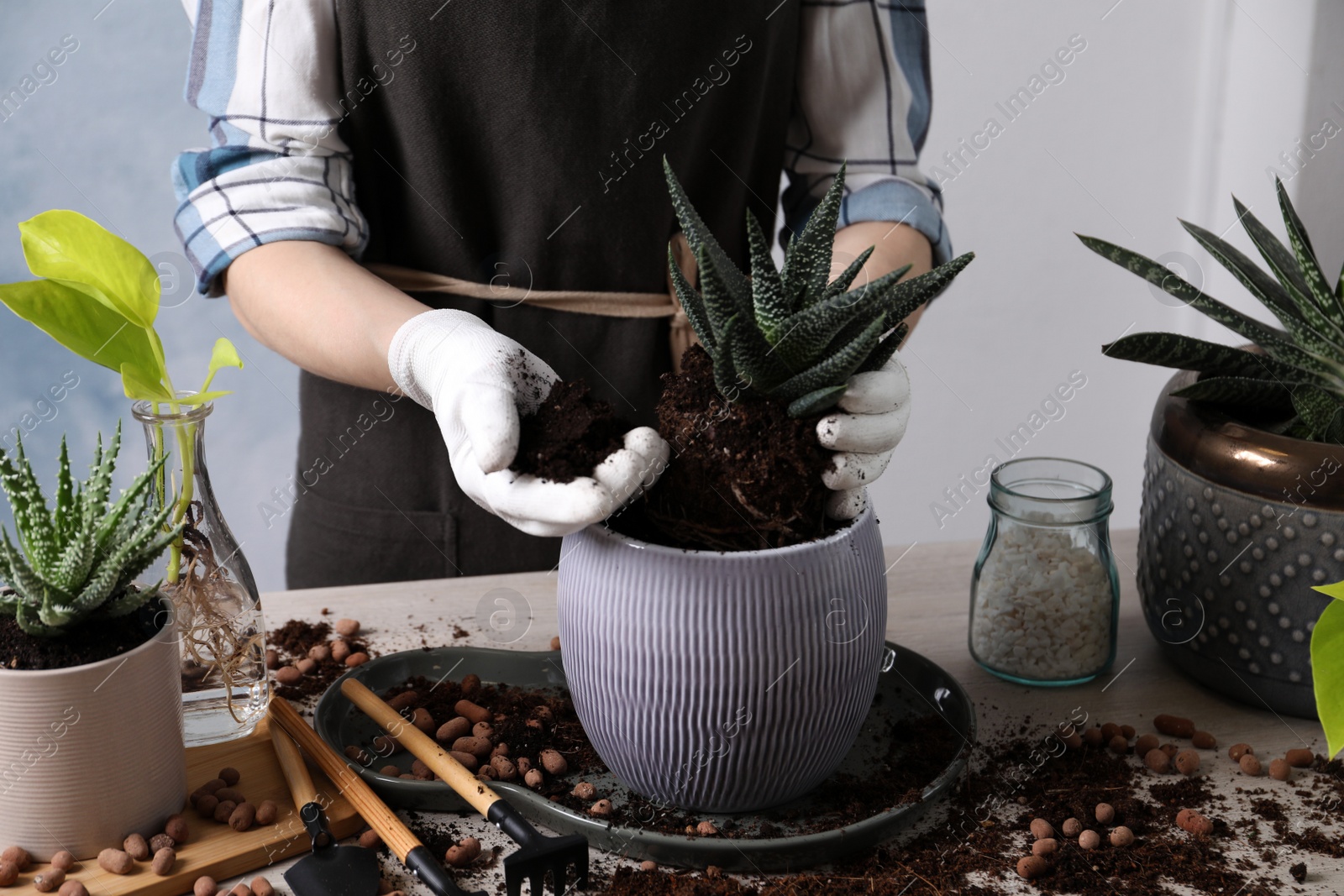 Photo of Woman transplanting Haworthia into pot at table indoors, closeup. House plant care