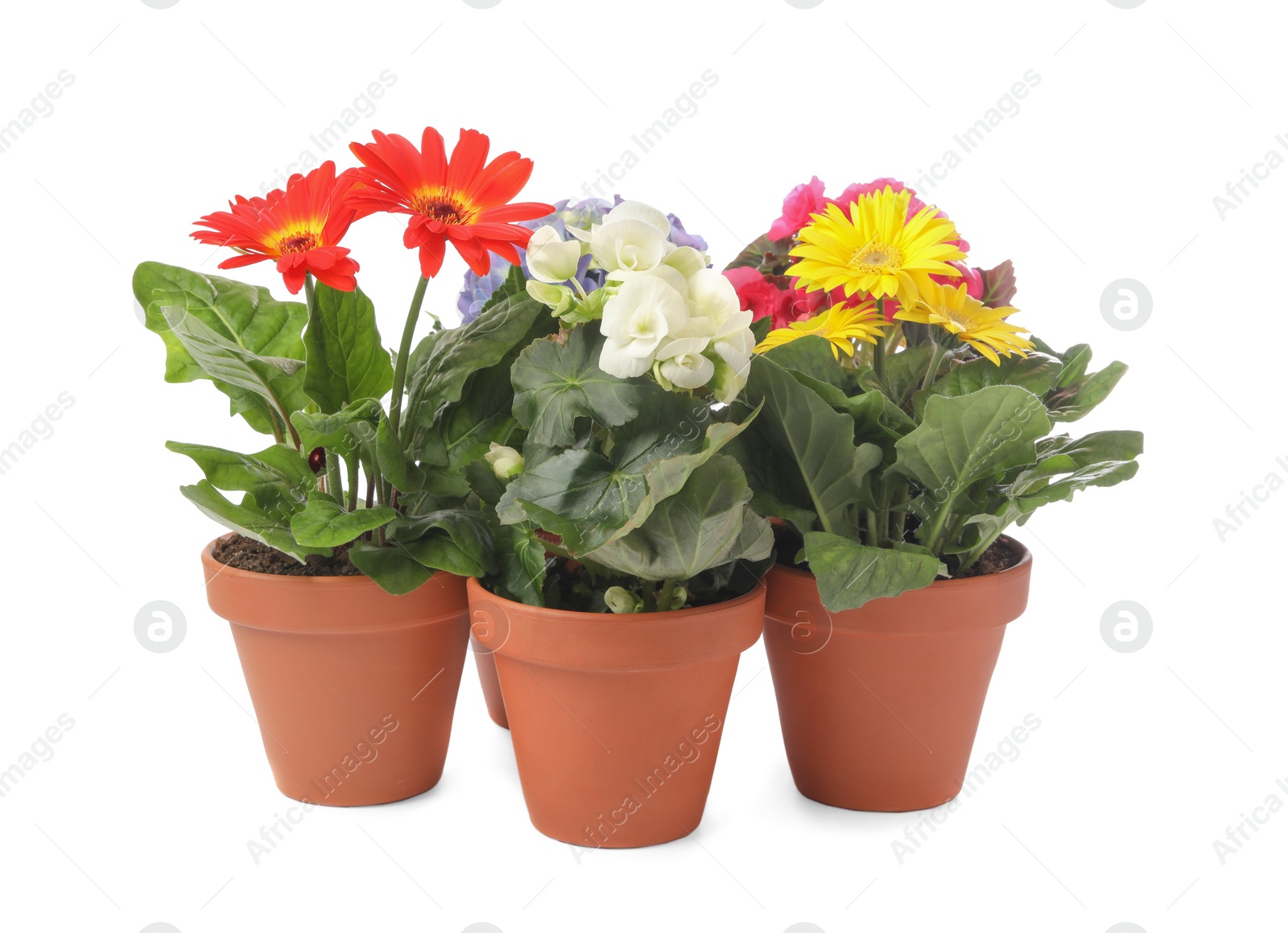 Photo of Different beautiful blooming plants in flower pots on white background