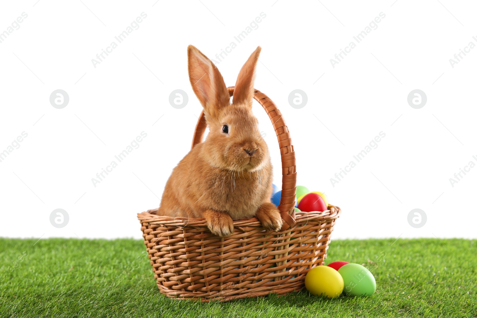 Photo of Cute bunny and Easter eggs on green grass against white background