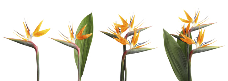 Set with beautiful Bird of Paradise tropical flowers on white background. Banner design
