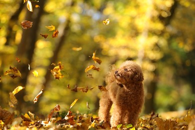 Cute Maltipoo dog and falling leaves in autumn park