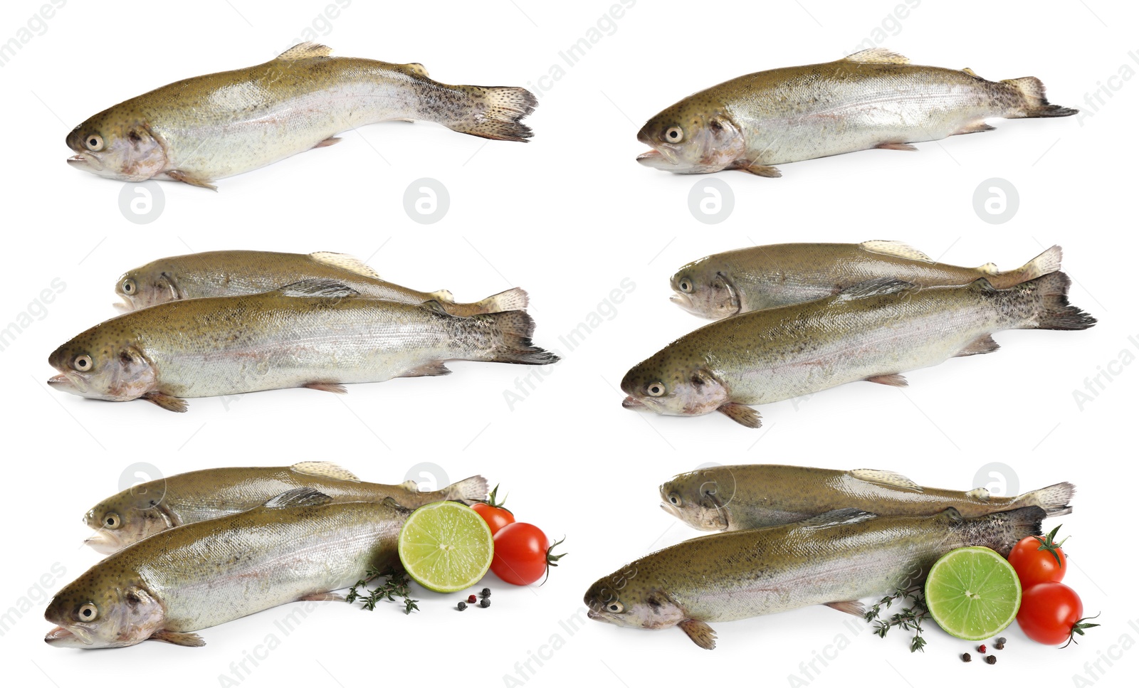 Image of Set of fresh cutthroat trout fish on white background