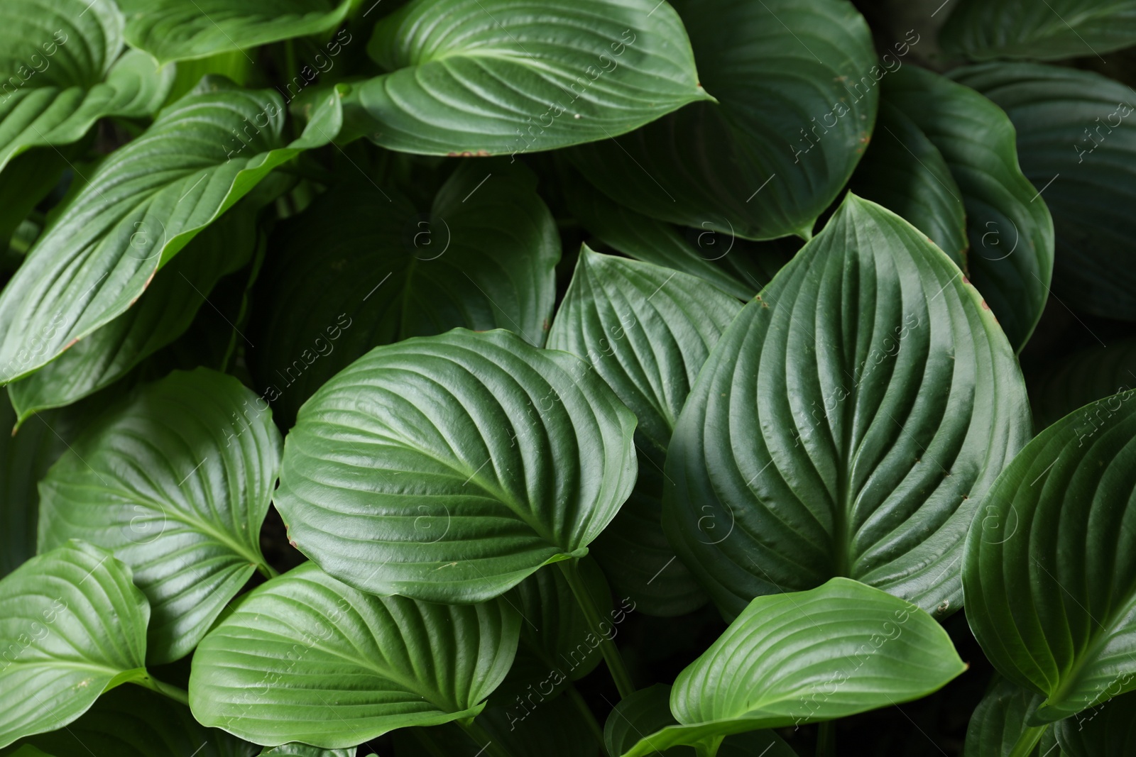 Photo of Beautiful hosta plantaginea with green leaves in garden