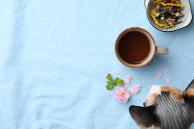 Photo of Cat near cup of freshly brewed tea and herbs on light blue fabric, top view. Space for text