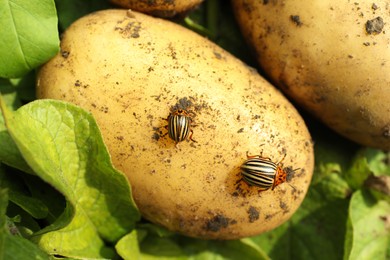 Photo of Colorado beetles on ripe potato outdoors, closeup
