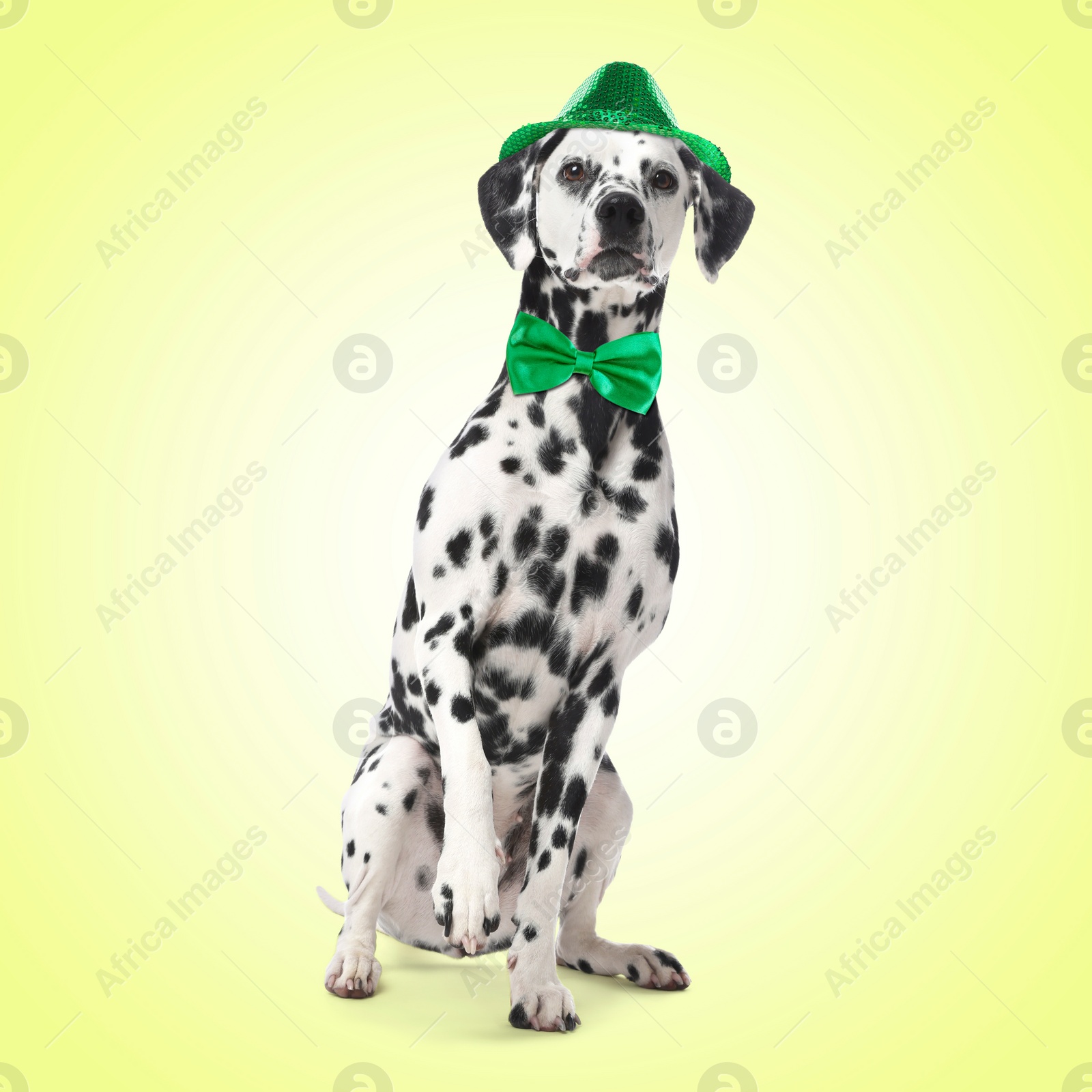 Image of St. Patrick's day celebration. Cute Dalmatian dog with green hat and bow tie on yellow background