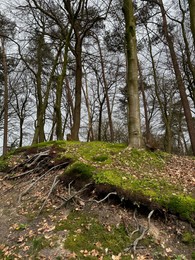 Beautiful trees, fallen leaves and green moss in forest