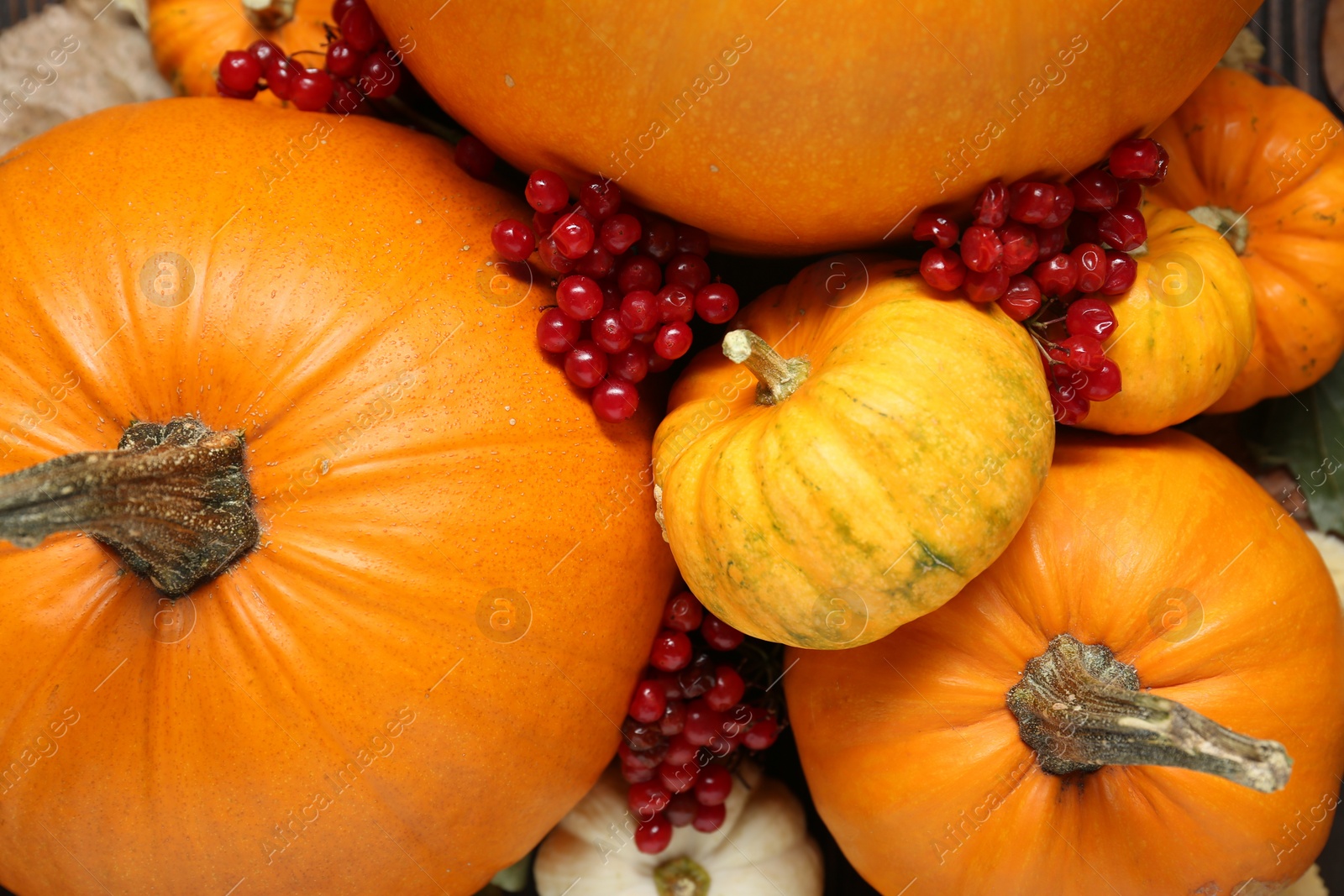 Photo of Thanksgiving day. Many pumpkins and berries as background, top view