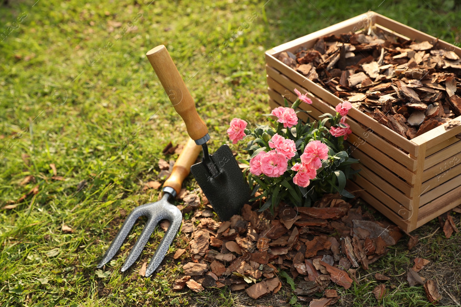 Photo of Bark chips in wooden box, fork and trowel near beautiful mulched flowers in garden, space for text