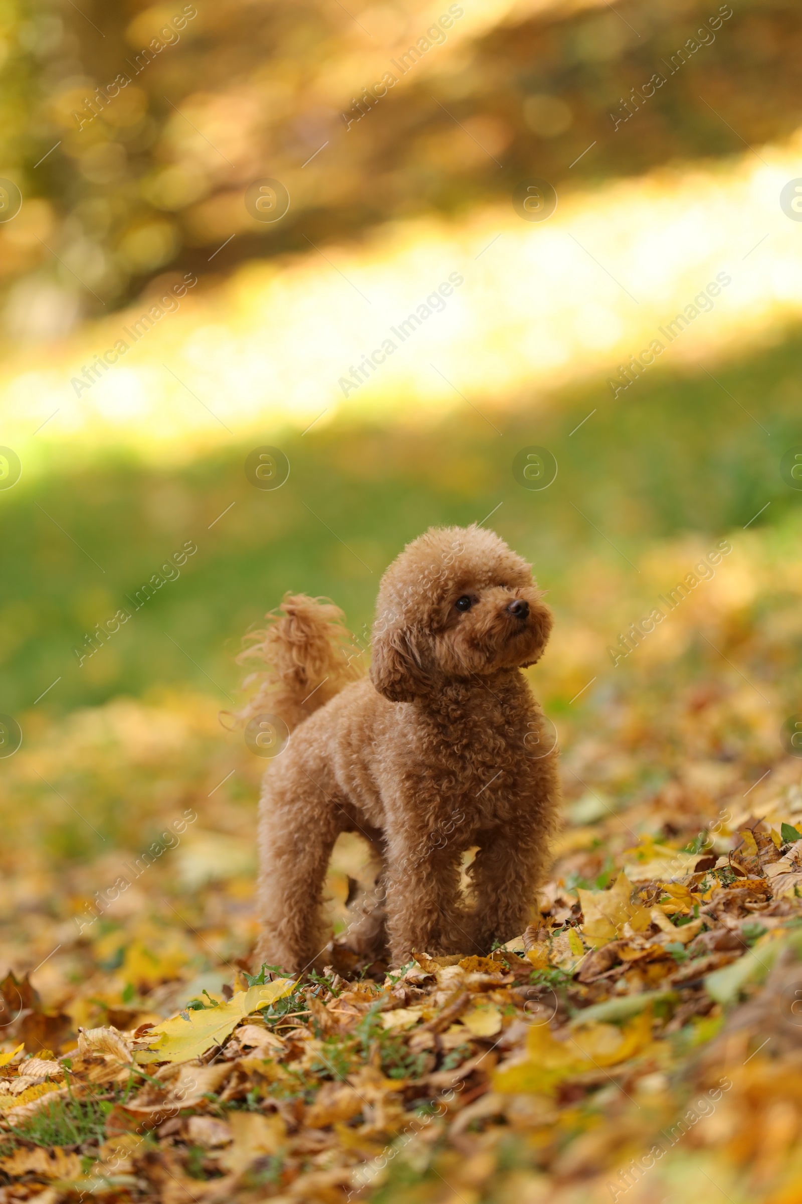 Photo of Cute Maltipoo dog in beautiful autumn park