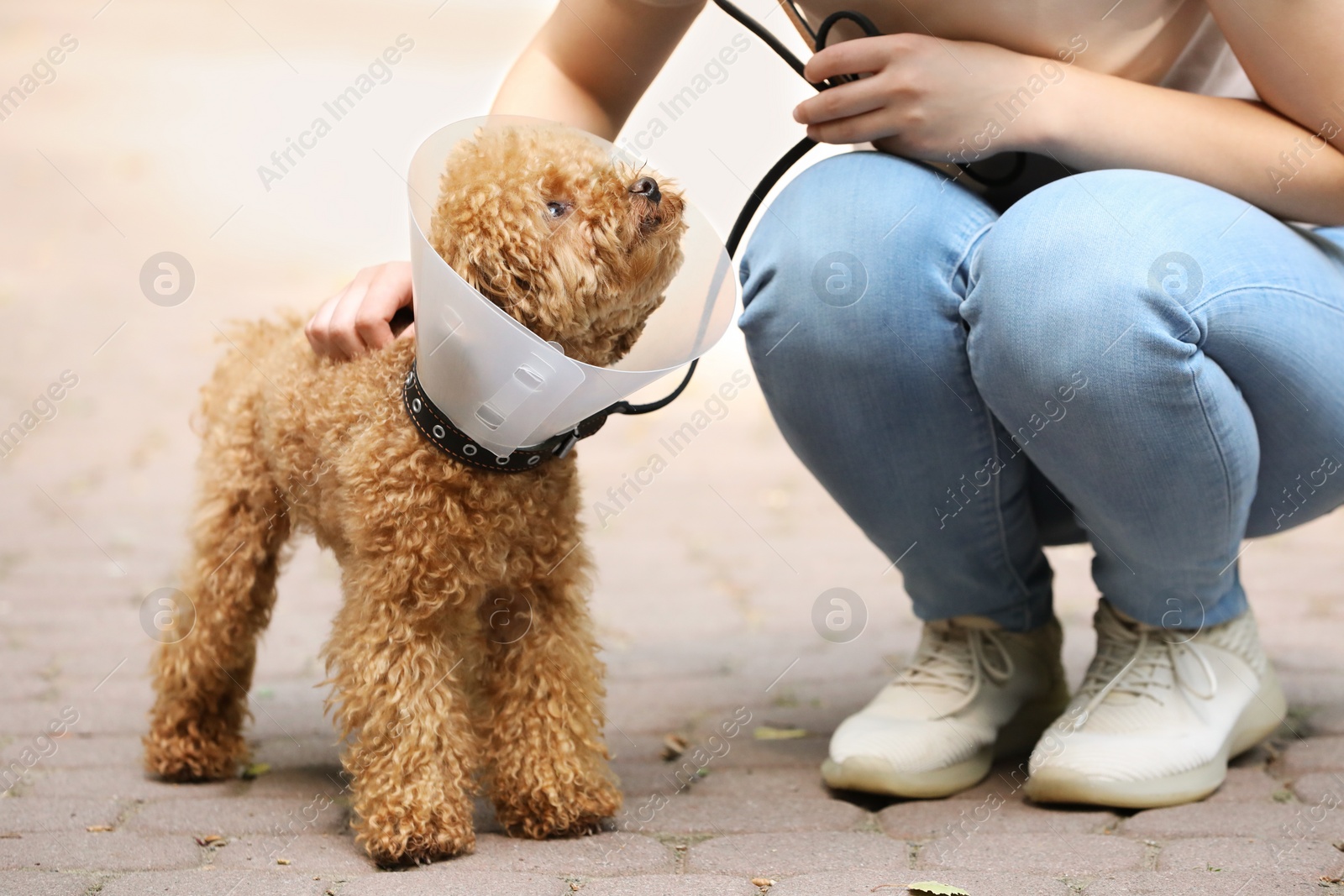 Photo of Woman with her cute Maltipoo dog in Elizabethan collar outdoors, closeup