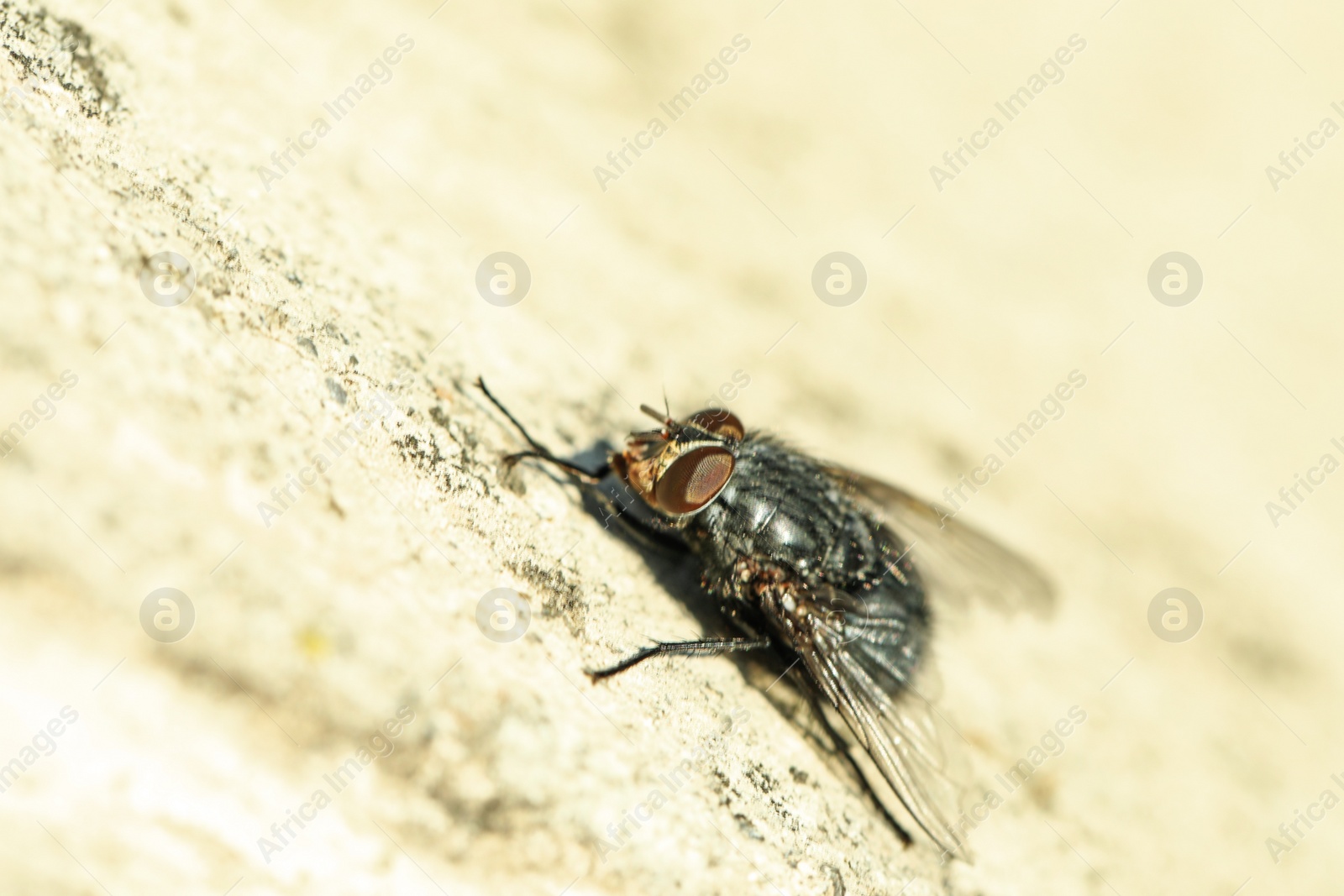 Photo of Closeup view of fly on stone wall