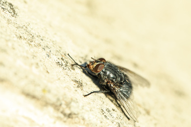 Closeup view of fly on stone wall