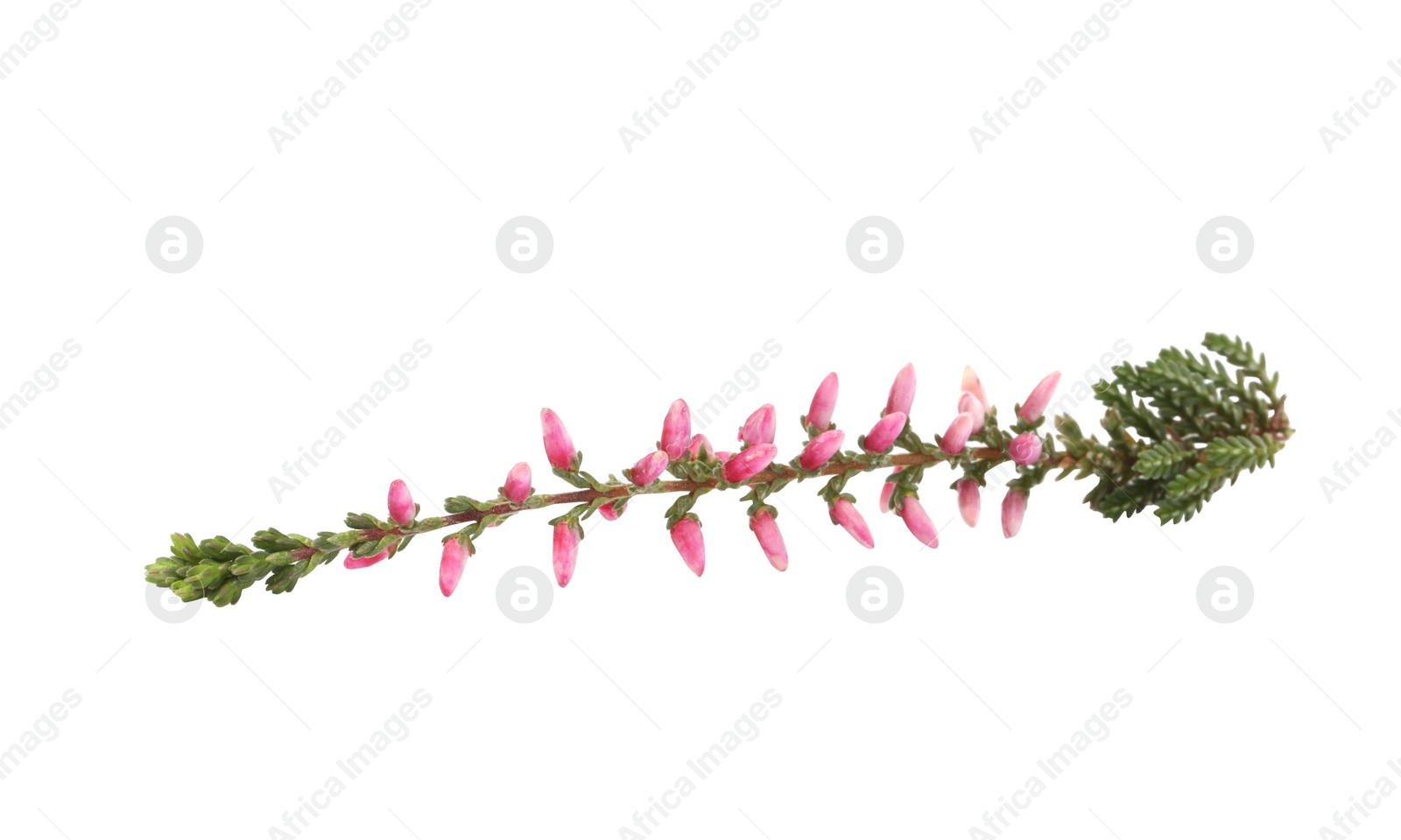 Photo of Sprig of heather with beautiful flowers isolated on white