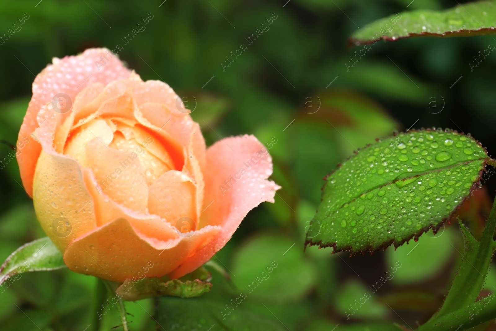 Photo of Beautiful blooming rose in green garden, closeup view. Space for text