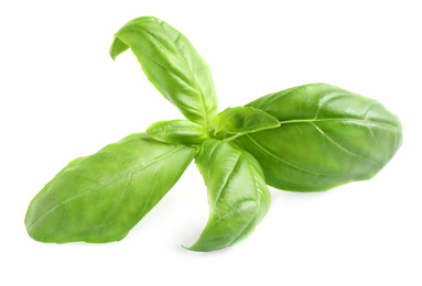 Fresh green basil leaves isolated on white