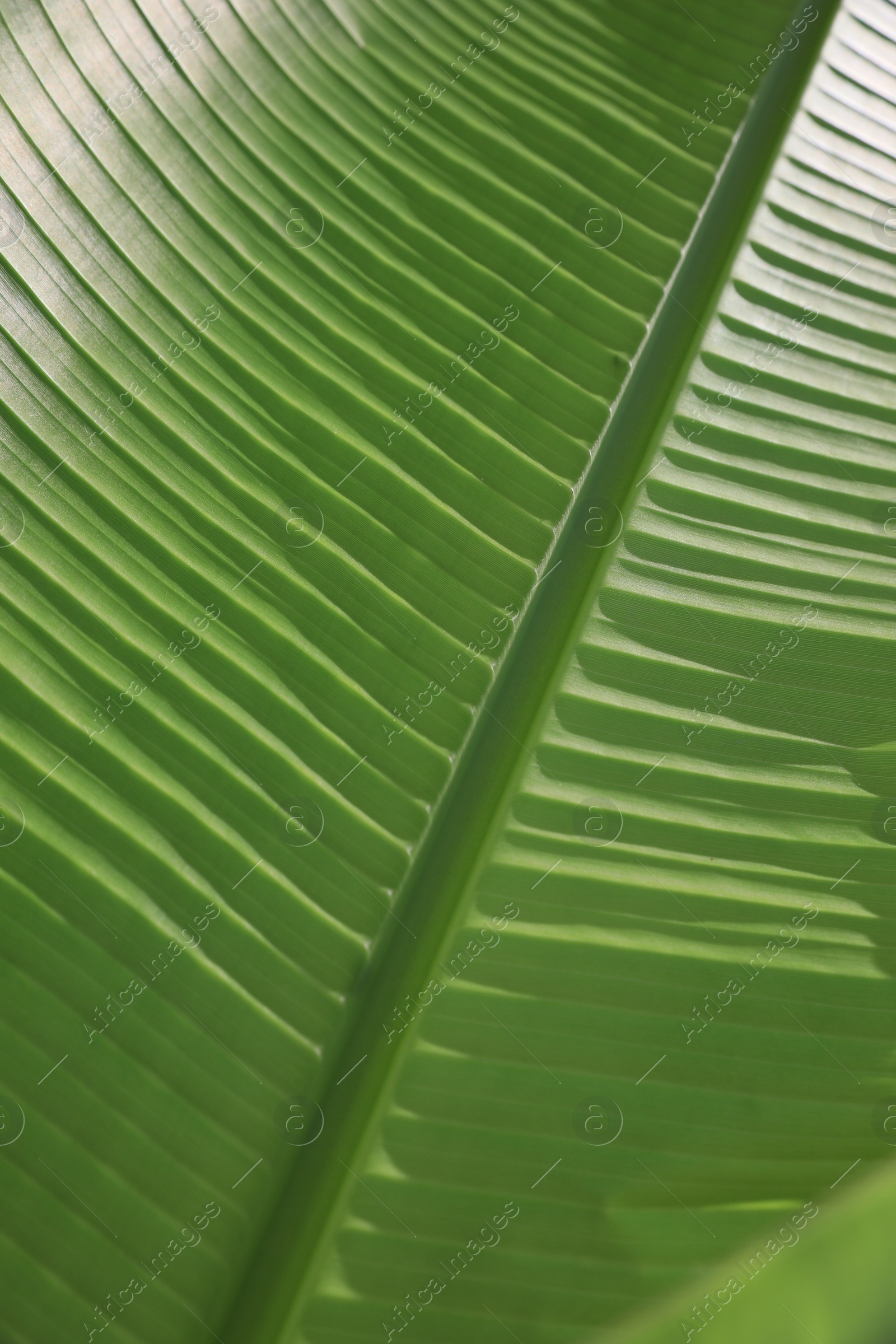 Photo of Beautiful green palm leaf as background, closeup view