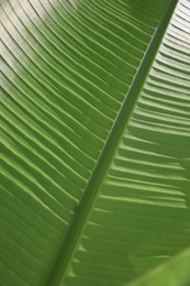 Beautiful green palm leaf as background, closeup view