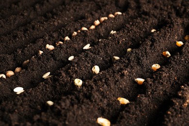 Photo of Rows with vegetable seeds in fertile soil