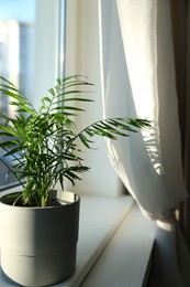 Photo of Beautiful houseplant on window sill indoors. Interior element