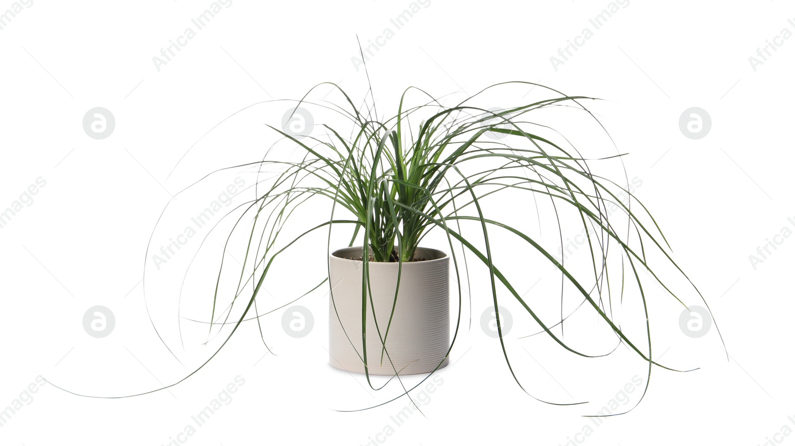 Photo of Beautiful Nolina plant in pot isolated on white. House decor