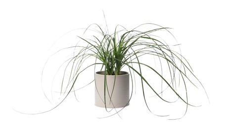 Photo of Beautiful Nolina plant in pot isolated on white. House decor