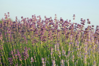 View of beautiful blooming lavender growing outdoors