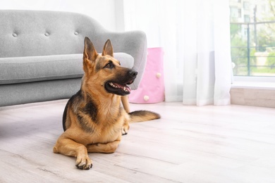 Adorable German shepherd dog near sofa indoors