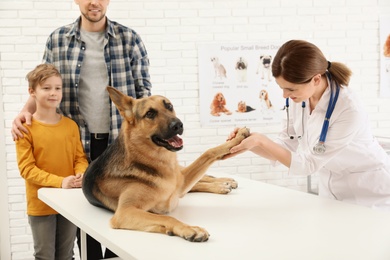 Photo of Father and son with their pet visiting veterinarian in clinic. Doc examining dog's paw