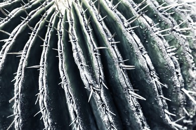 Image of Cactus, closeup view. Tropical plant, color toned