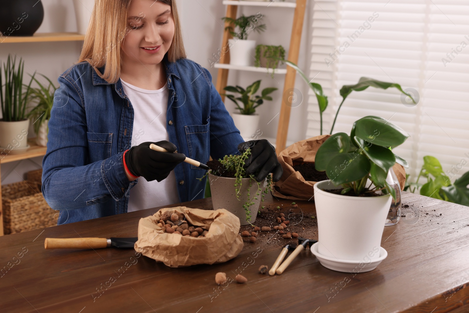 Photo of Woman transplanting houseplant at wooden table indoors
