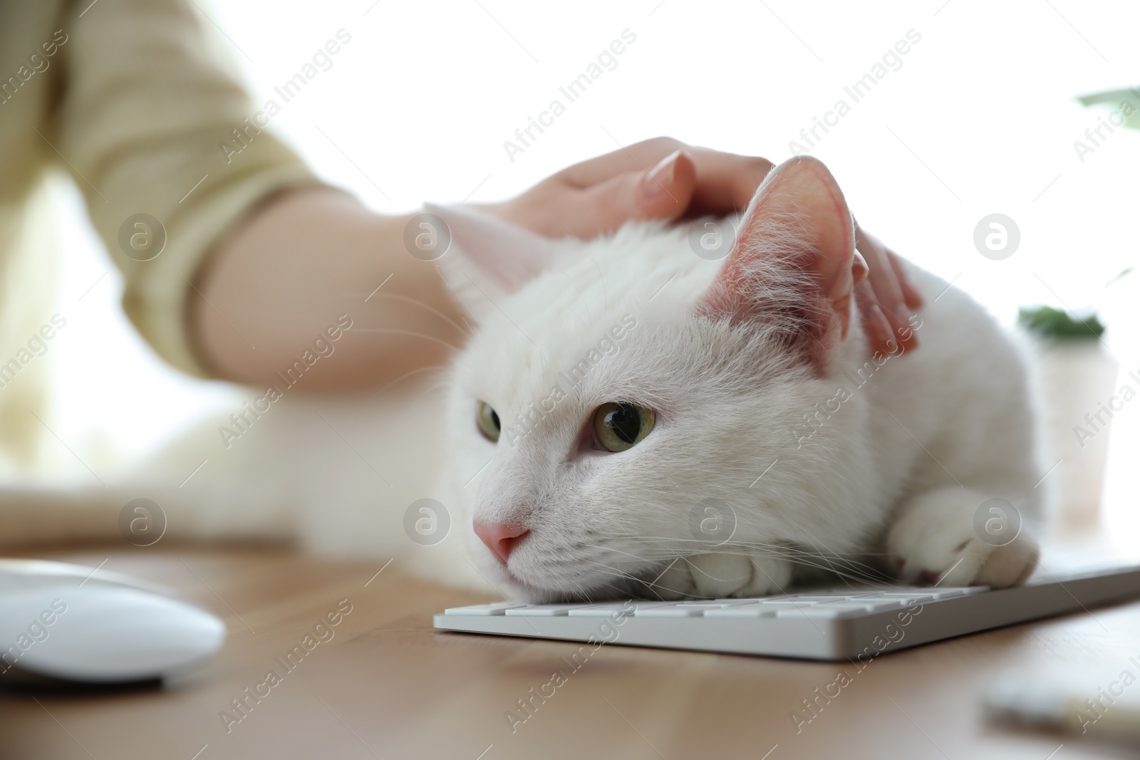 Photo of Adorable white cat lying on keyboard and distracting owner from work, closeup