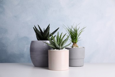 Photo of Beautiful Aloe, Haworthia and Nolina in pots on white table. Different house plants