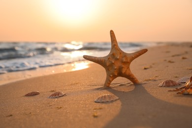 Photo of Sunlit sandy beach with sea star and shells at sunset