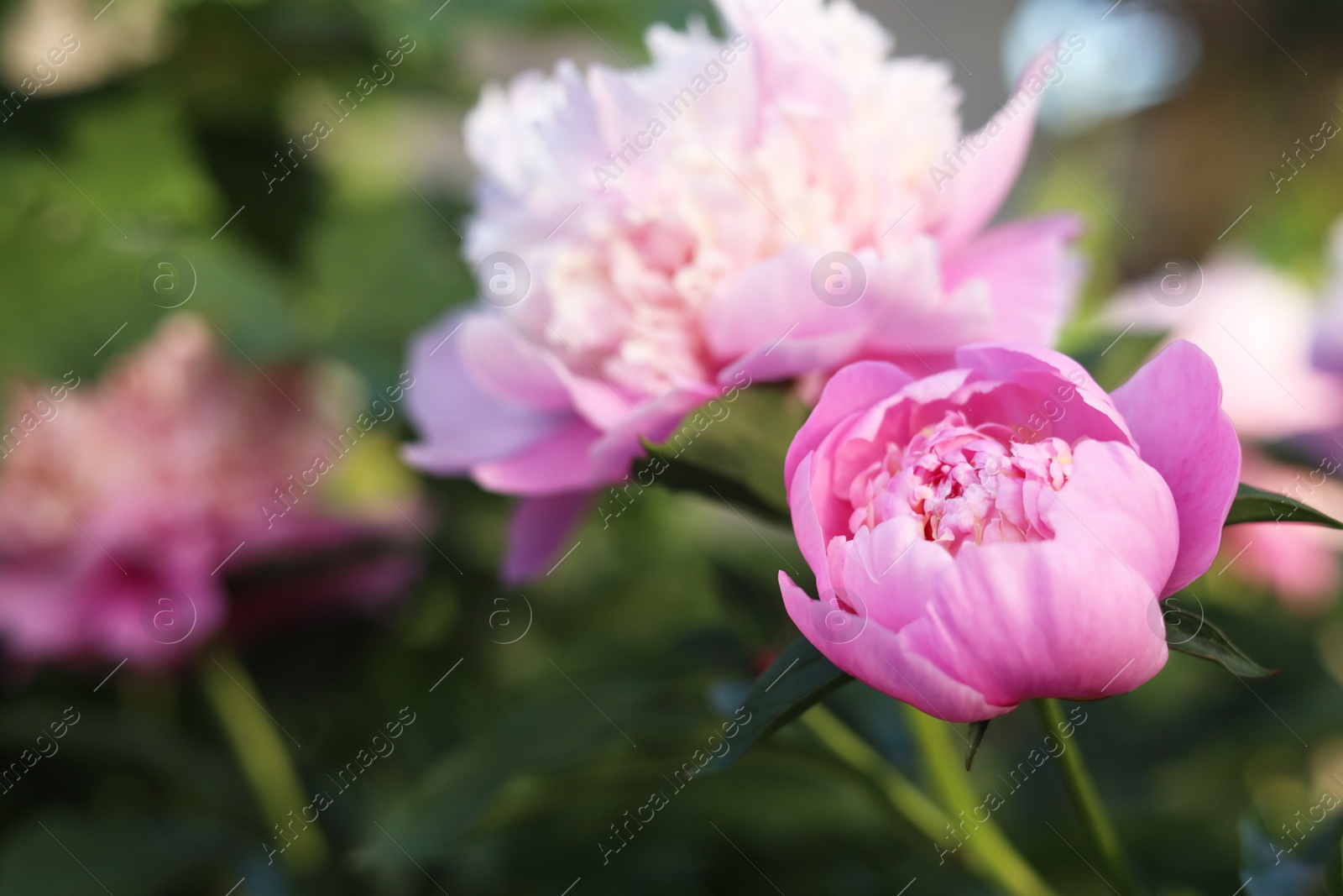 Photo of Blooming peony plant with beautiful pink flowers outdoors, closeup. Space for text