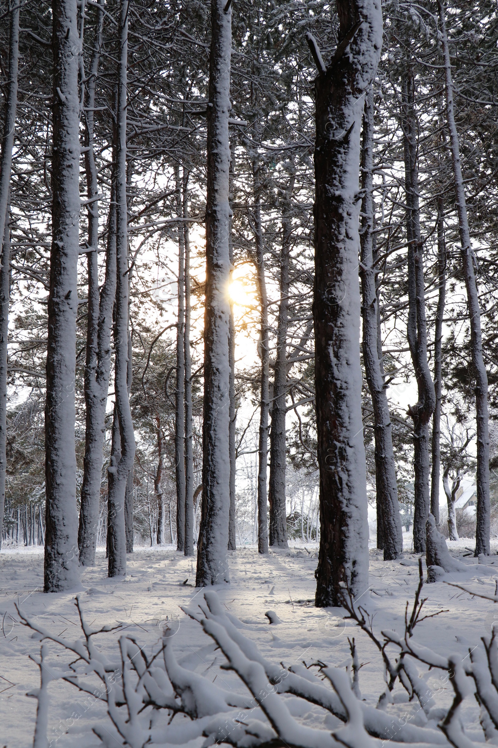 Photo of Picturesque view of beautiful forest covered with snow