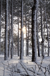 Picturesque view of beautiful forest covered with snow