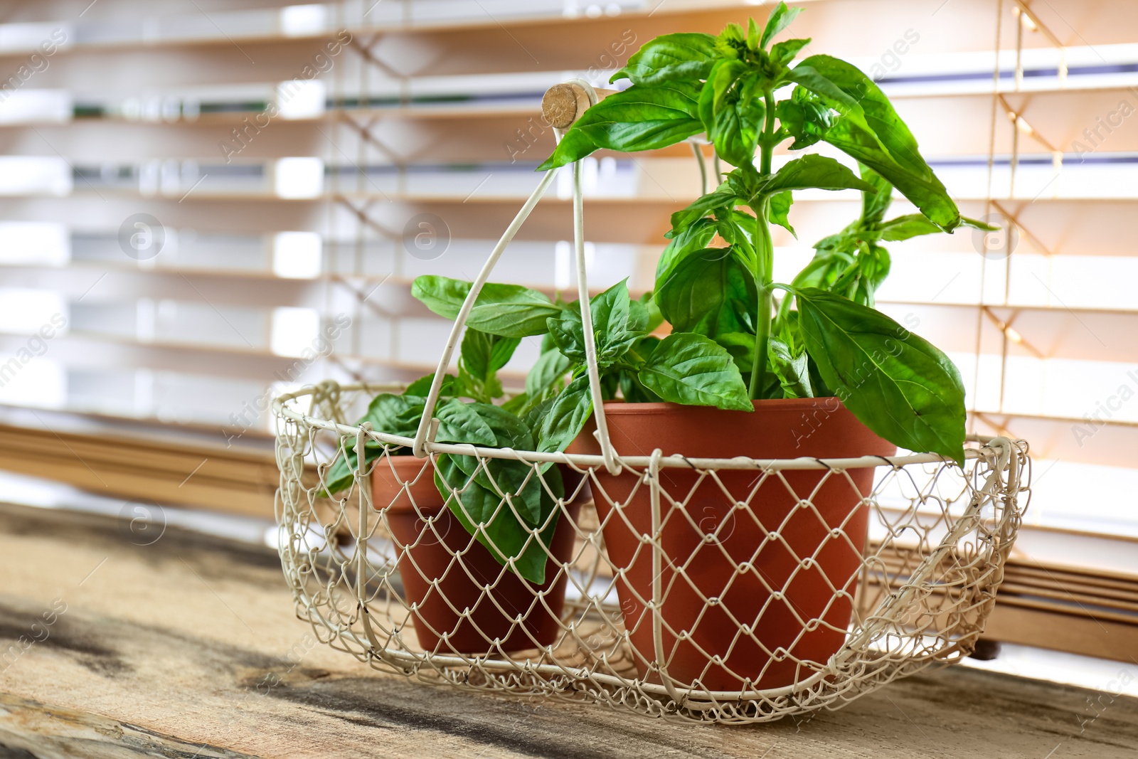 Photo of Fresh green basil in pots on wooden window sill