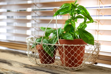 Fresh green basil in pots on wooden window sill