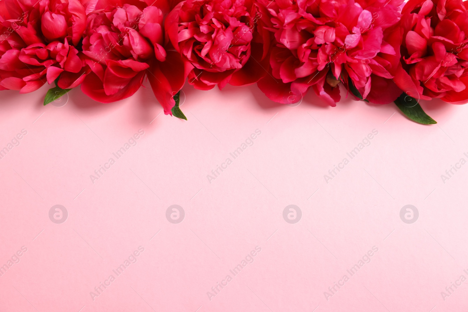 Photo of Beautiful blooming peony flowers on color background, top view