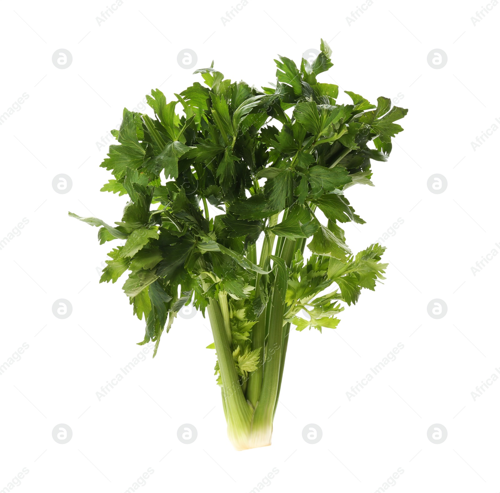 Photo of Fresh green celery bunch isolated on white