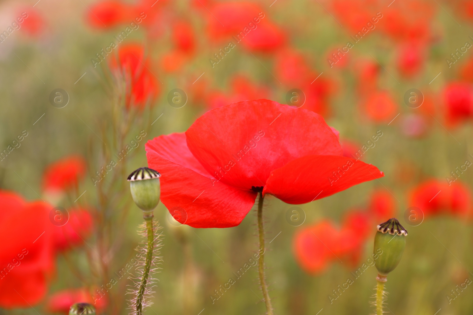 Photo of Beautiful red poppy flower growing in field, closeup