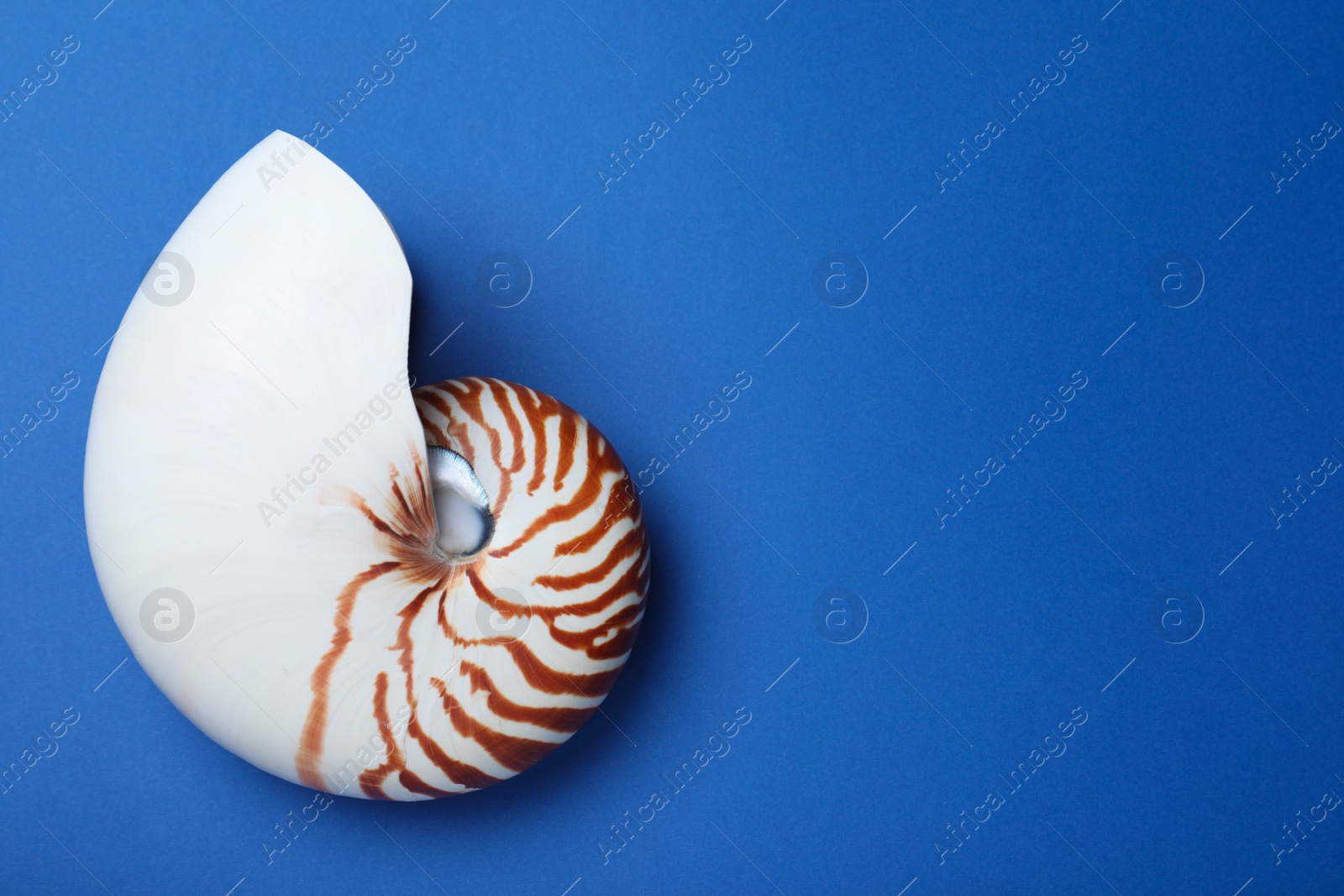 Photo of Nautilus shell on blue background, top view. Space for text