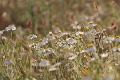 Photo of Beautiful chamomile growing outdoors on sunny day. Meadow flowers