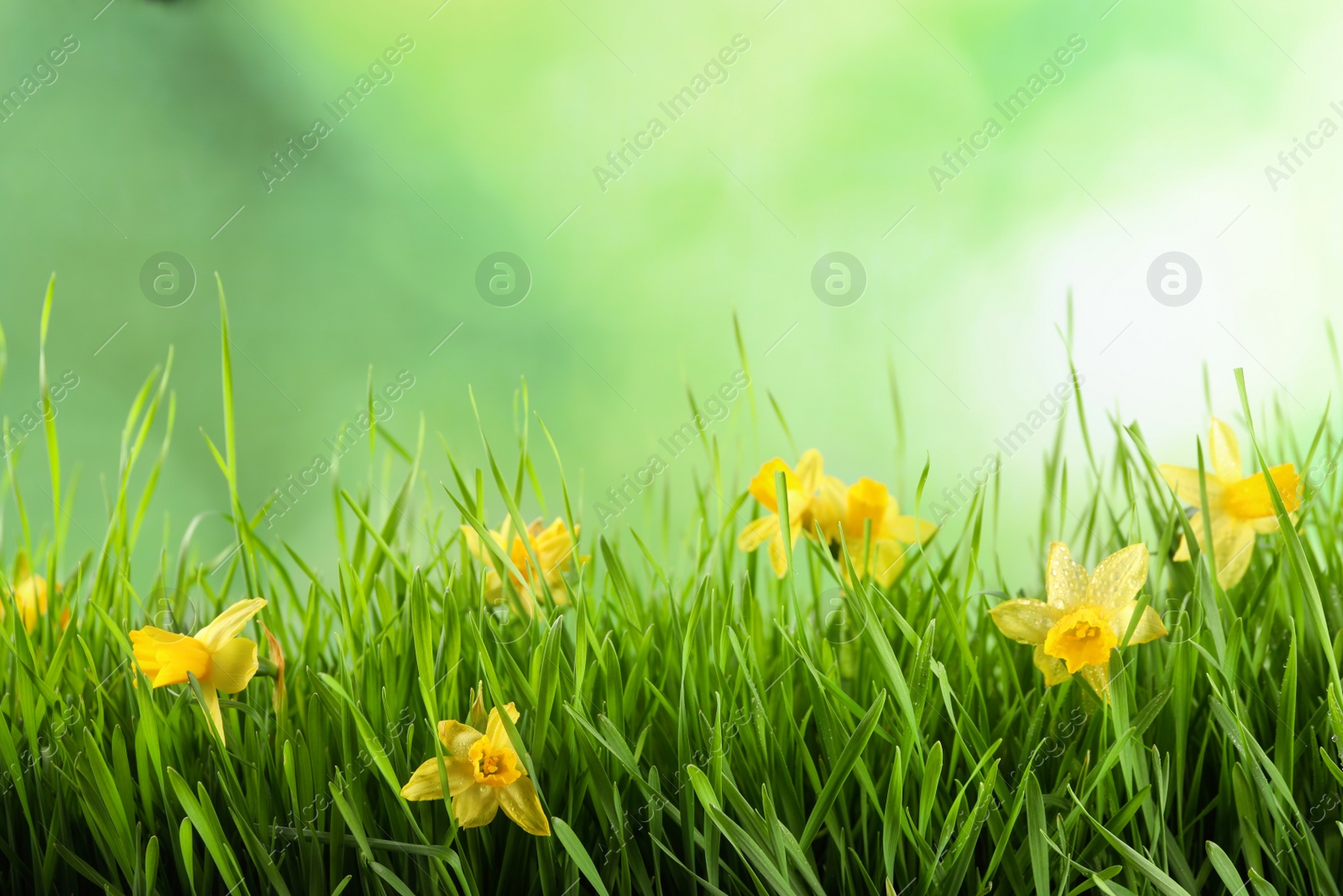 Photo of Bright spring grass and daffodils with dew against blurred background