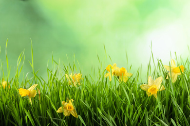 Bright spring grass and daffodils with dew against blurred background